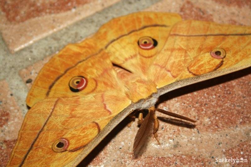 •  Fotó: Koter Vilmos