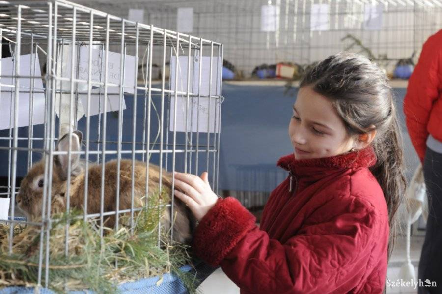 •  Fotó: Kristo Robert