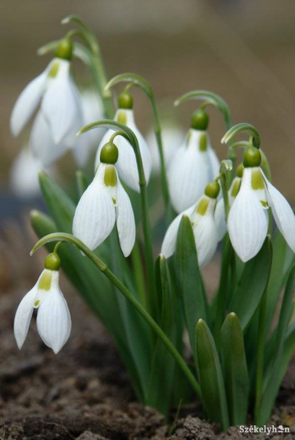 •  Fotó: Kristó Róbert