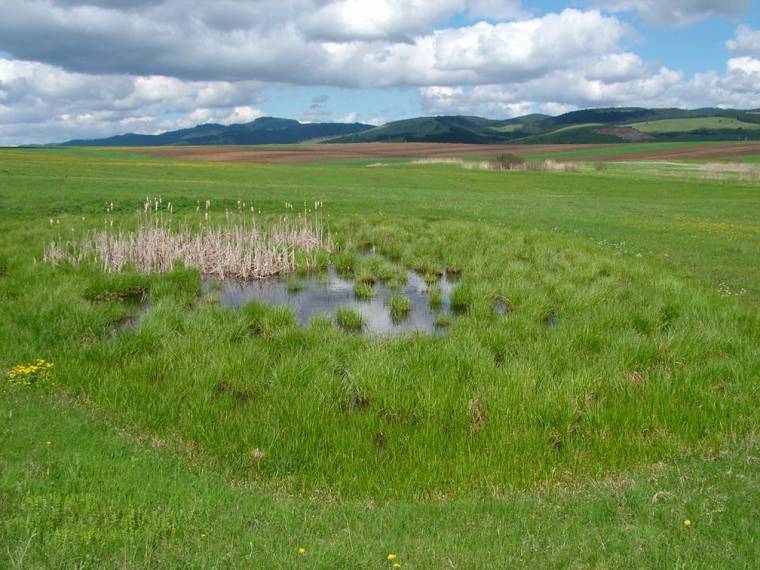 Felmérés a csíki tócsák élővilágáról