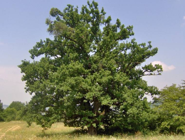 Két döntős fa Hargita megyéből