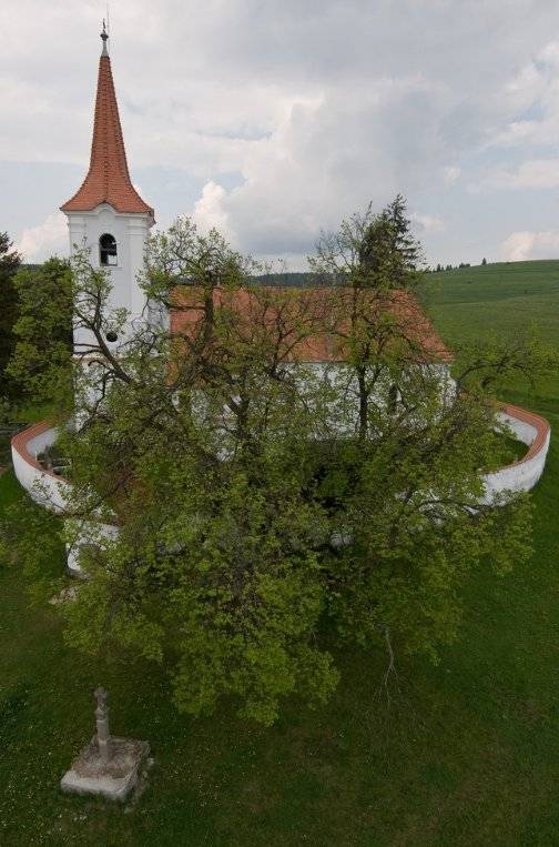 Átveszik az Év Fája Európában díjat