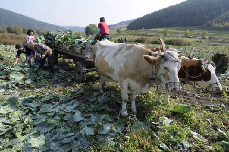 Ismét régi hírnevének örvend a szépvízi káposzta