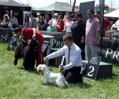 Kiállításon nyertek a csíki ebtenyésztők