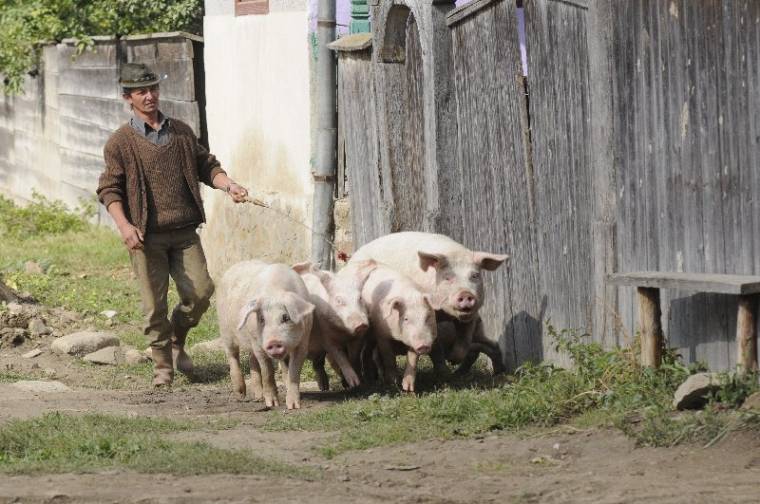 Látogatóba jött európaiak