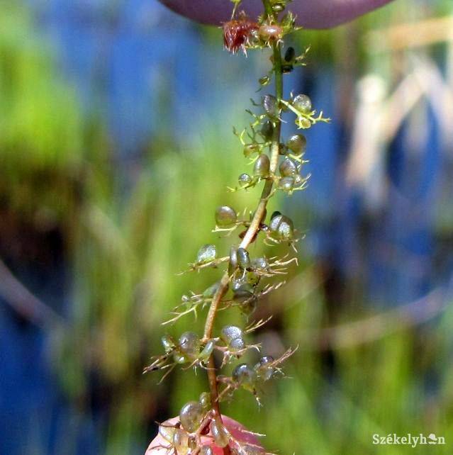 •  Fotó: Daczó Katalin