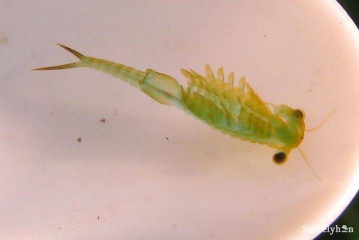 •  Fotó: Daczó Katalin