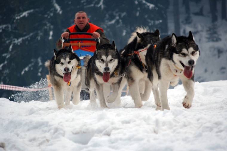Kutyaszánhúzó verseny Tusnádfürdőn