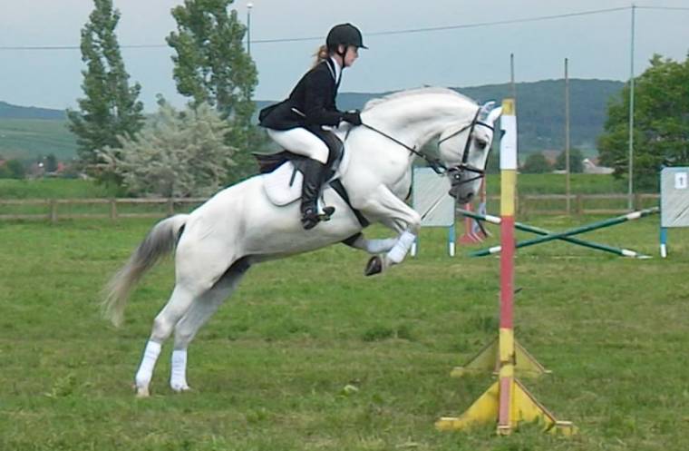 Csíki lovasok vásárhelyi sikerei