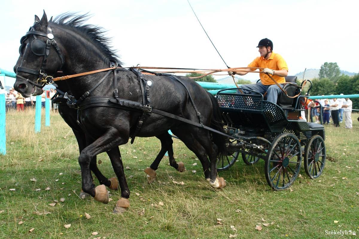 • Fotó: Kristó Róbert