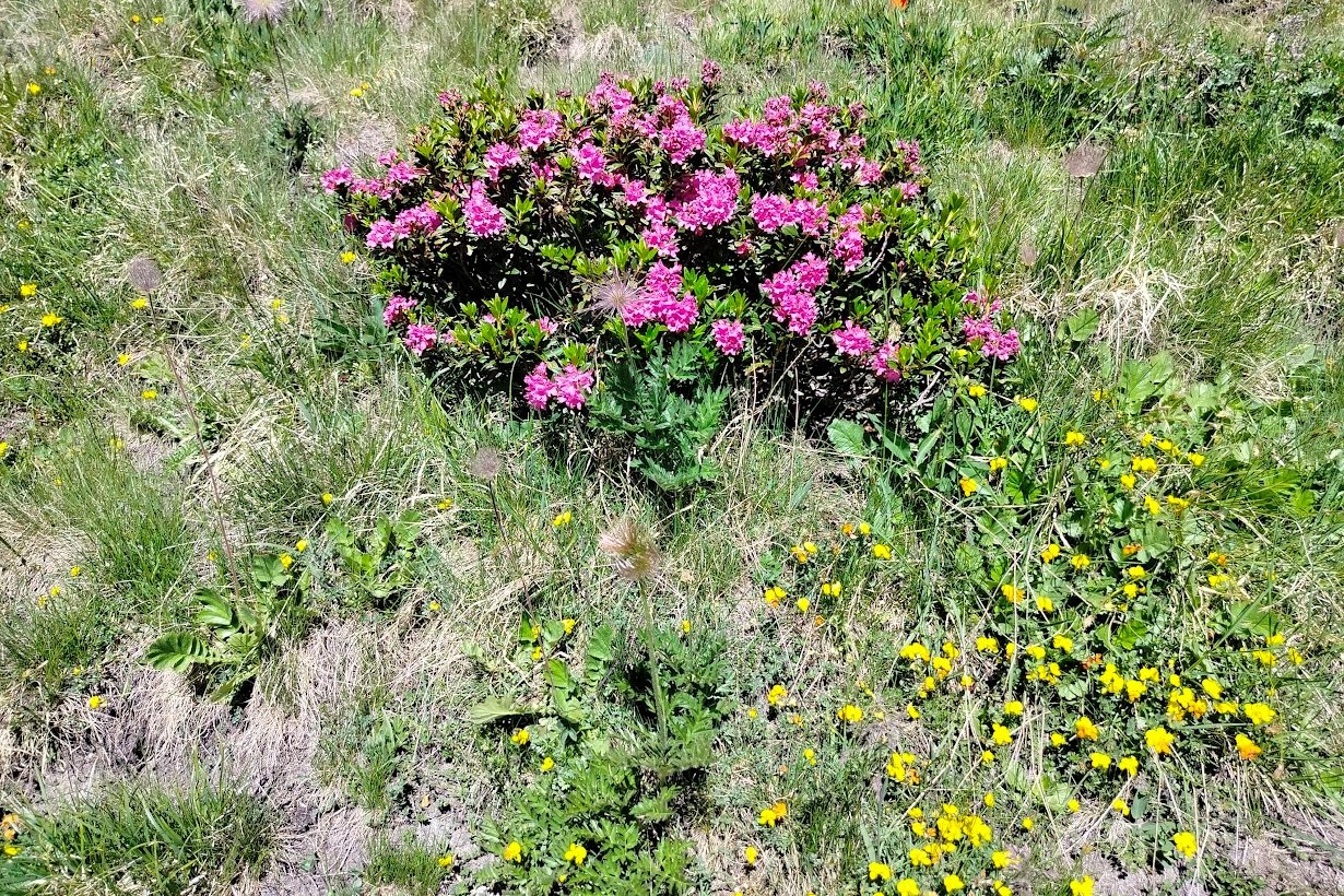 Rododendron virágok a Svájci Alpokban •  Fotó: Dobos László