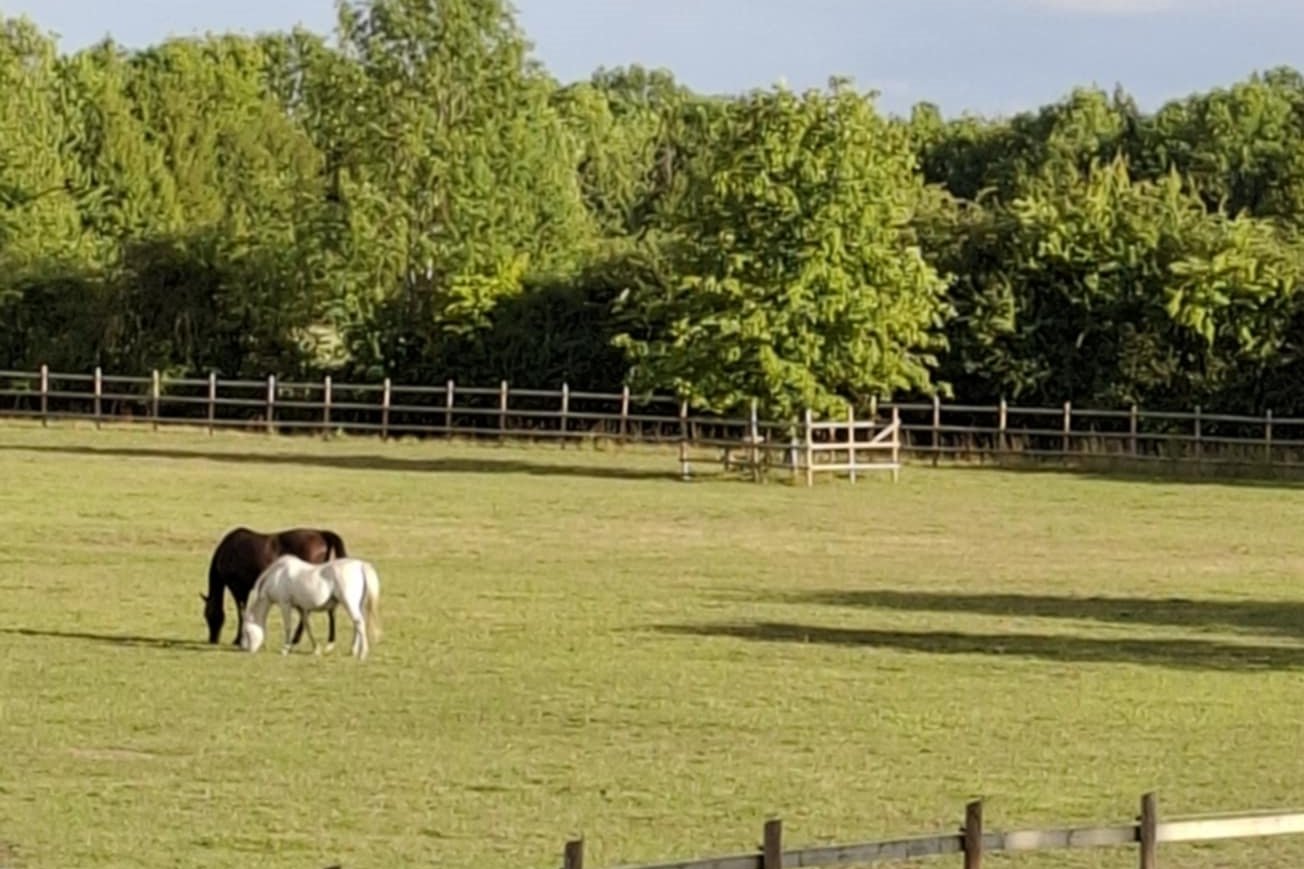Lovak Cambridge-ben, a Rectory Farmon •  Fotó: Dobos László