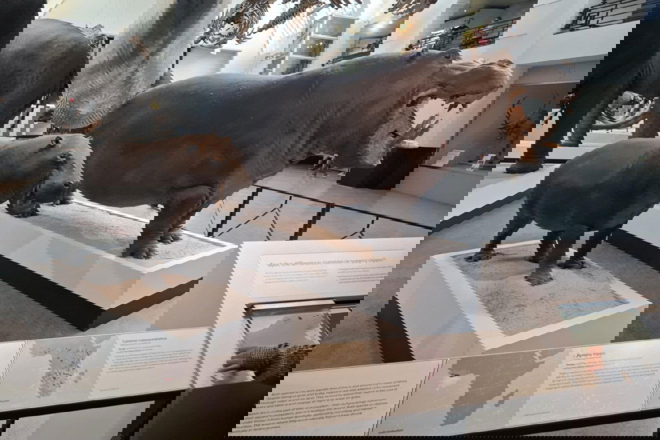 A Natural History Museumban •  Fotó: Dobos László