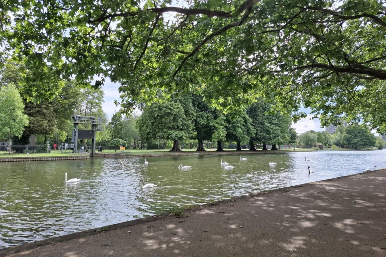Hattyúk Bedfordban, a Great Ouse folyón •  Fotó: Dobos László
