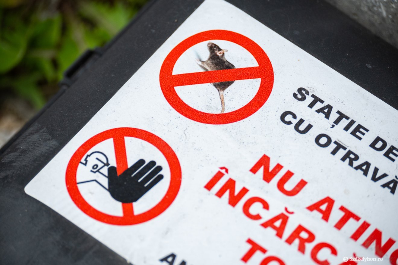 Rágcsálóirtás: kültéren jellemzően mérget alkalmaznak, míg beltérben – főként az élelmiszeriparban – ragadós csapdákat használnak &bullet;  Fotó: Borbély Fanni
