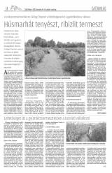 Csíki Hírlap XI. évfolyam 243. szám