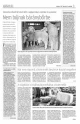 Krónika XIX. évfolyam, 62. szám