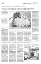 Gyergyói Hírlap VIII. évfolyam 71. szám