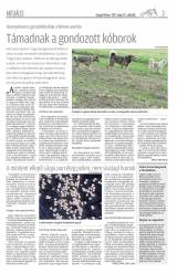 Gyergyói Hírlap VIII. évfolyam 99. szám