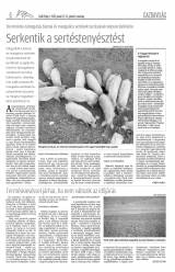 Csíki Hírlap XIII. évfolyam, 8. szám