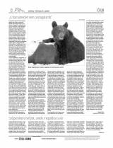 Csíki Hírlap XIII. évfolyam, 31. szám