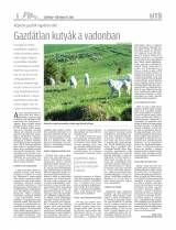 Csíki Hírlap XIII. évfolyam, 34. szám