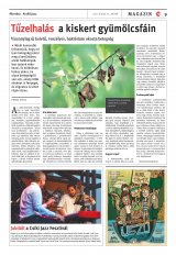 Csíki Hírlap XIII. évfolyam, 142. szám