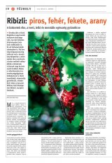 Székelyhon napilap I. évfolyam, 134. szám