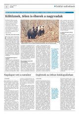 Krónika XXII. évfolyam, 3. szám