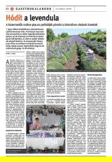 Székelyhon napilap II. évfolyam, 84. szám