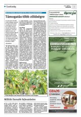 Krónika XXIII. évfolyam, 64. szám