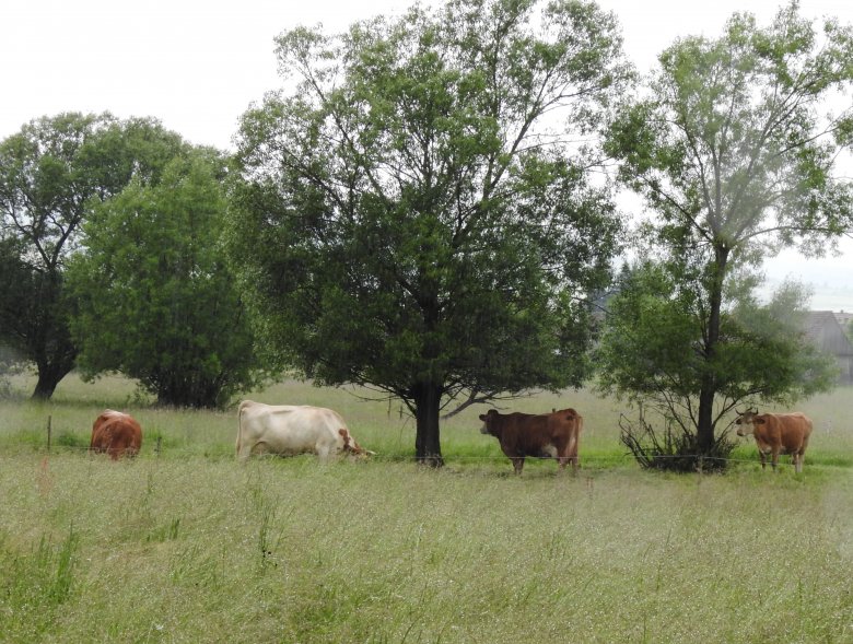 Legelésző tehenek a farm közelében •  Fotó: Makkay József