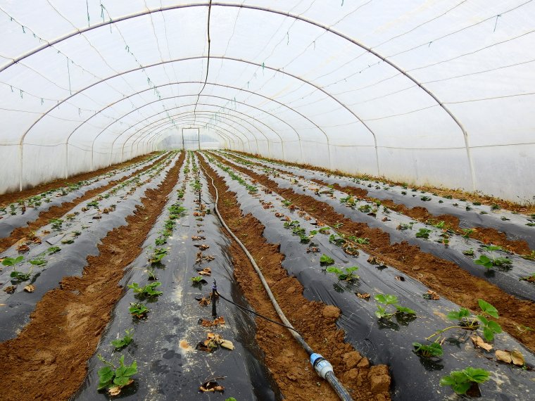 Szövetkezeti értékesítést szorgalmazó falugazdász