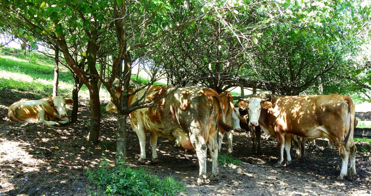 Delelő tehénállomány. Tizenhárom fejőstehénből él meg a családi vállalkozás &bullet;  Fotó: Makkay József