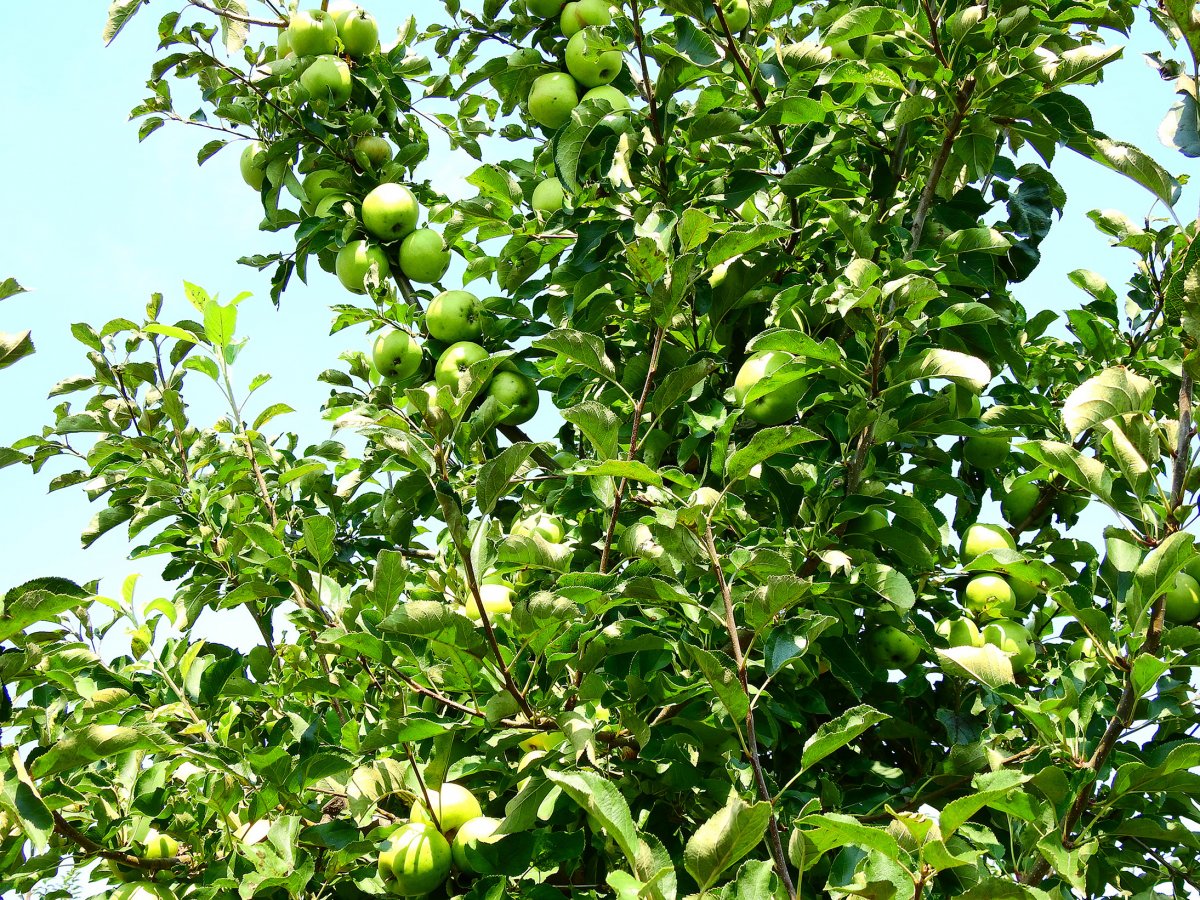 Nem minden almafajta sínylette meg a tavaszi fagyot &bullet;  Fotó: Makkay József