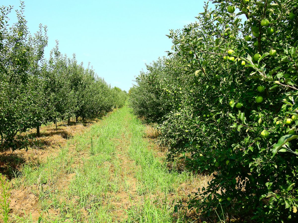 A két hektár gyümölcsösben minden Erdélyben termő gyümölcsfaj megtalálható &bullet;  Fotó: Makkay József