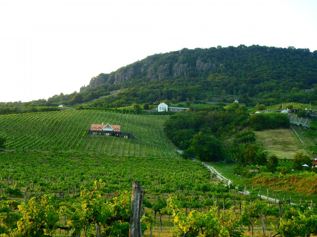 Huszonnégy borfajta készül a badacsonyi szőlőkből •  Fotó: Makkay József