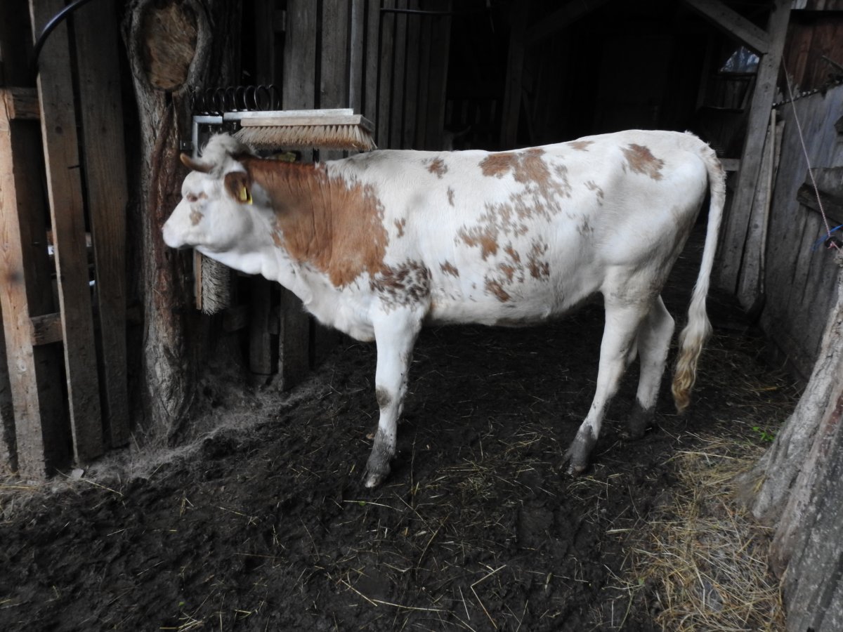 A gazda mindenben gondoskodik a tehenek kényelméről &bullet;  Fotó: Makkay József