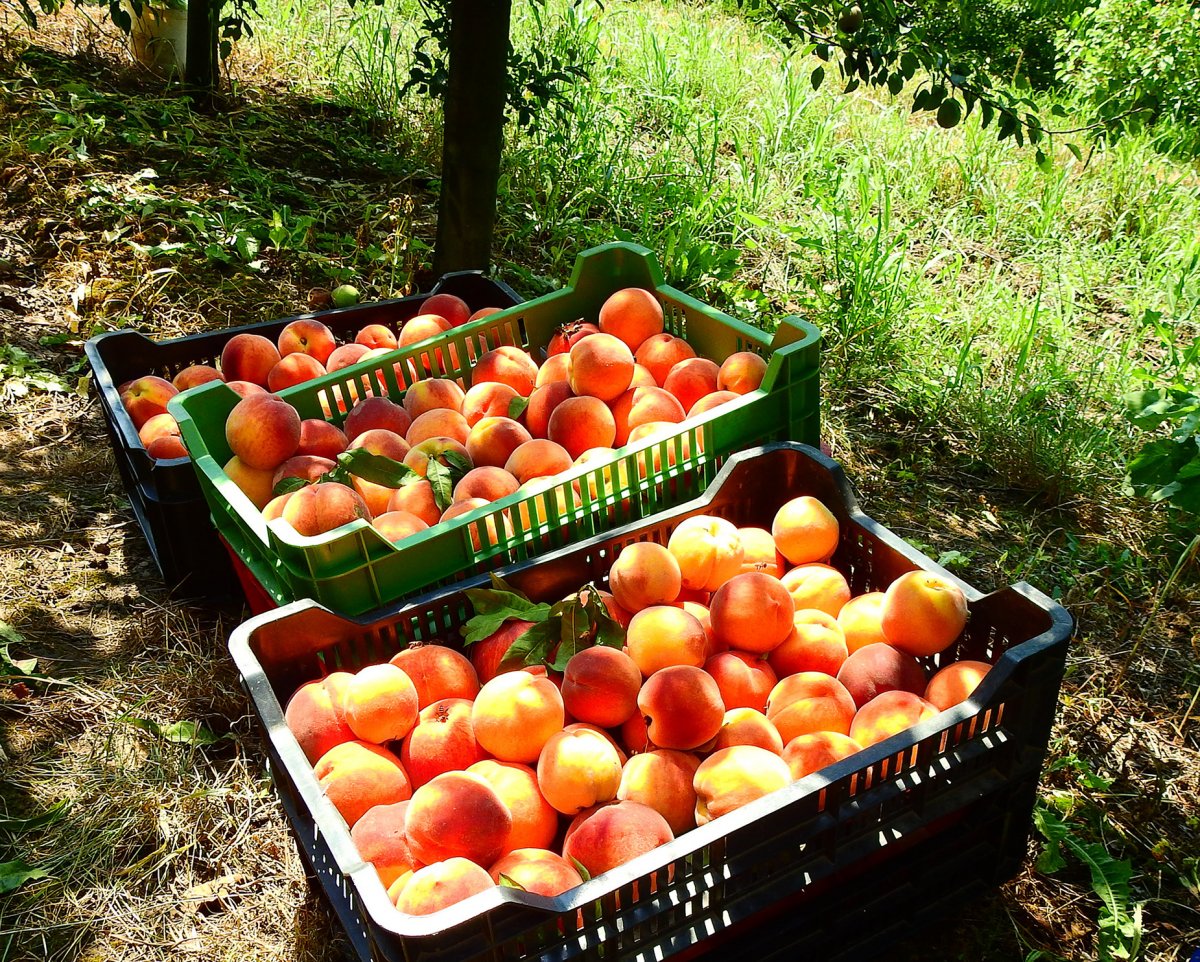 Barackszüret Székelyhídon. Idén nagy kereslet van a zamatos gyümölcsre &bullet;  Fotó: Makkay József