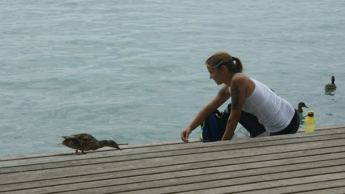 Idill vadkacsával. Füredi sétány a Balaton partján •  Fotó: Csermák Zoltán