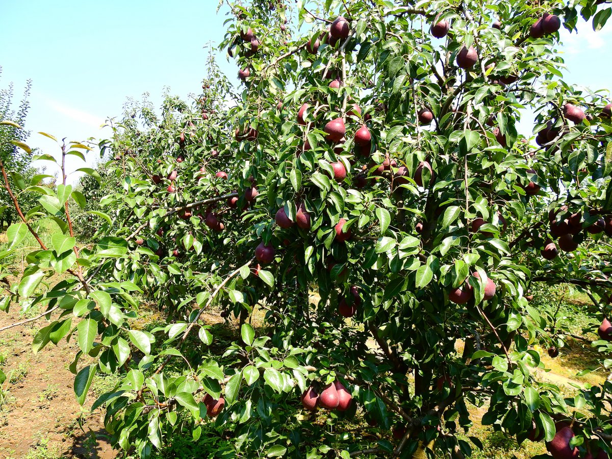 Nagyon jó körtetermés ígérkezik a Püsök-farmon &bullet;  Fotó: Makkay József