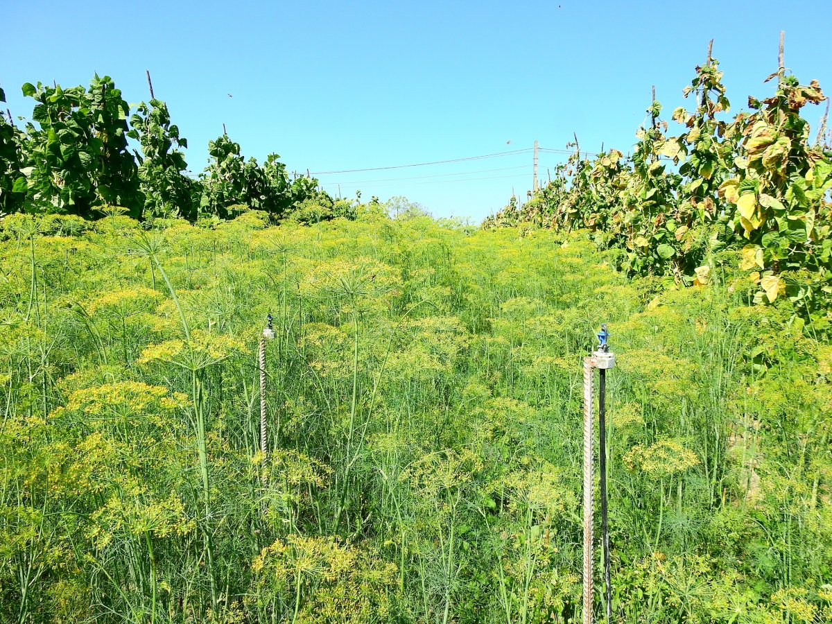 Kaporföld. Aki piacolásból él, zöldséget és fűszernövény egyaránt megtermel &bullet;  Fotó: Makkay József