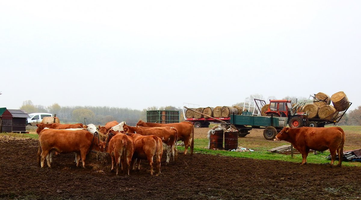 Közösen értékesített Szatmár megyei húsmarhák •  Fotó: Makkay József