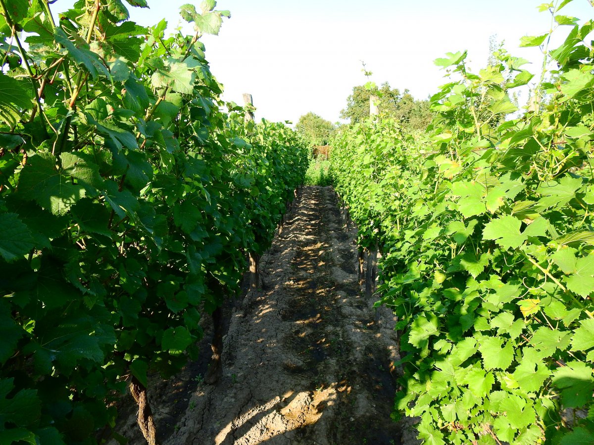 Háztáji szőlőskert. Az idei esztendő nem kedvez az érmelléki borosgazdáknak &bullet;  Fotó: Makkay József