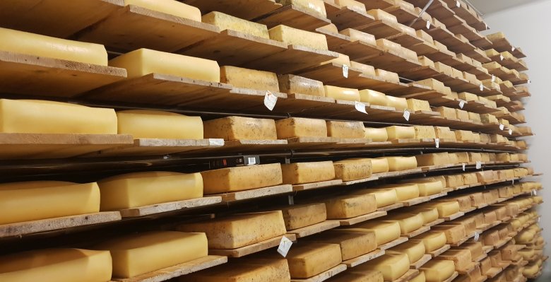Érlelőkamrában pihenő sajtok, értékesítésre készen •  Fotó: Makkay József