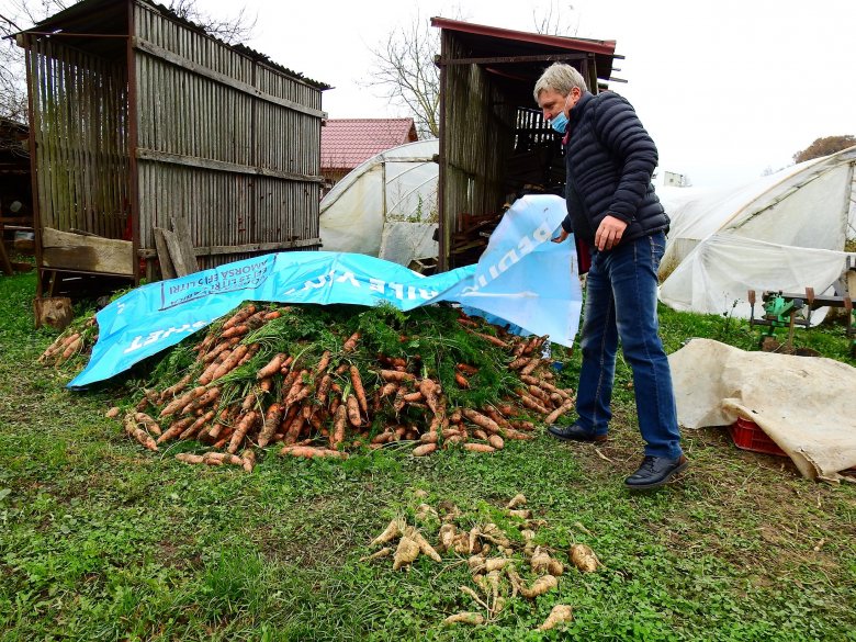 A nemrég kiásott gyökérzöldség hamarosan pincébe kerül •  Fotó: Makkay József