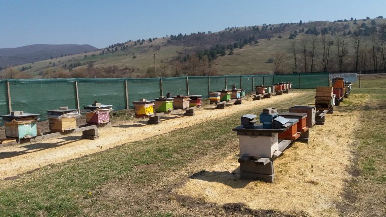 Körbekerített méhtelep. A gazda szennyeződésmentes telket keresett •  Fotó: Csákány Attila