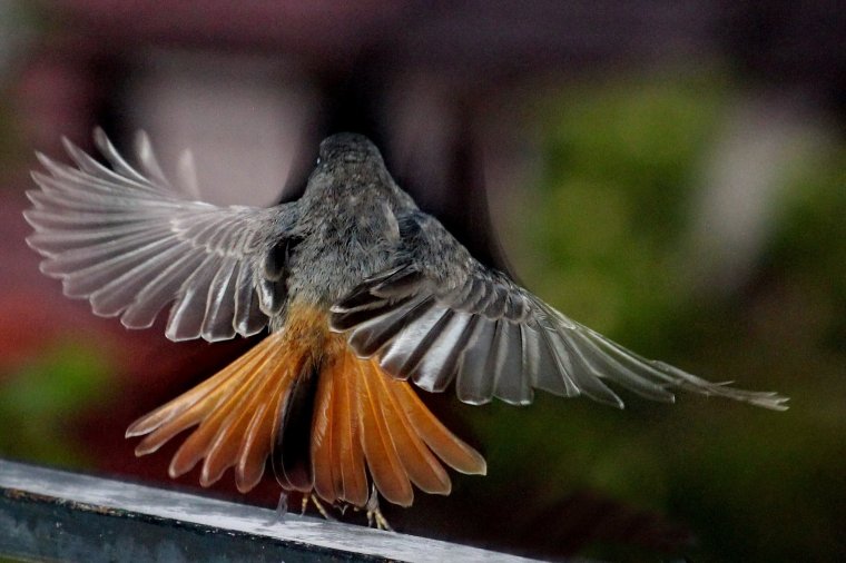 A kincses város száguldó fényképésze – beszélgetés Horváth László kolozsvári fotográfussal
