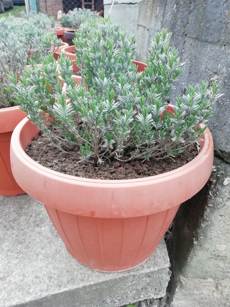 Tavasszal sokan keresik a cserepes levendulát •  Fotó: Facebook/Király Erzsébet