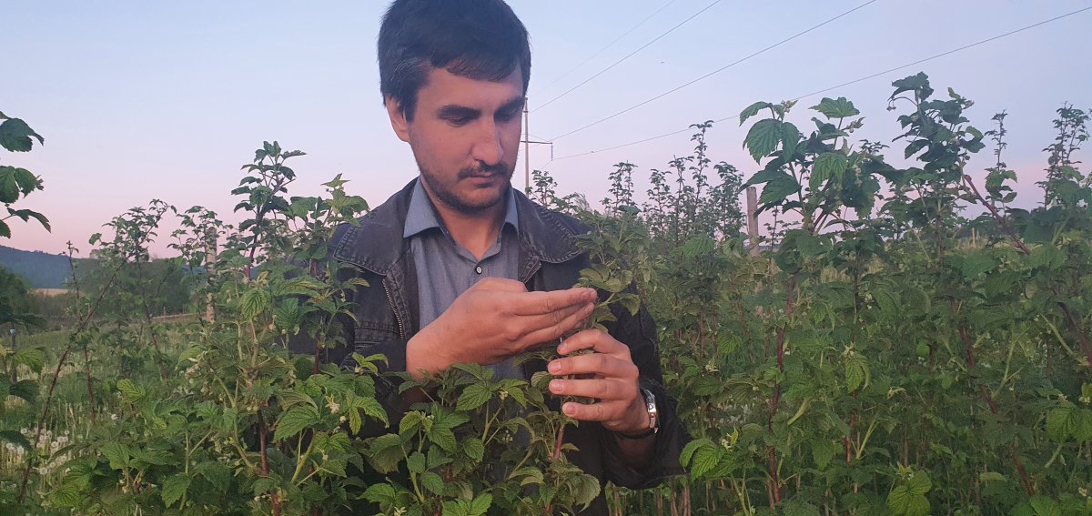 Darvas Róbert a málnásában. Idén jó termés ígérkezik &bullet;  Fotó: Darvas Róbert/Facebook